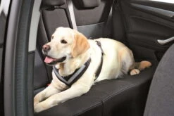 Allsafe Comfort Schwarz Größe S -Hundezubehörgeschäft allsafe 01fdphb0f4nikjr 880 709x473