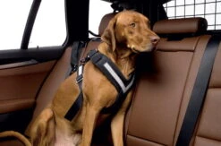 Allsafe Comfort Schwarz Größe S -Hundezubehörgeschäft allsafe 879 900x595