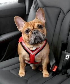 Allsafe Comfort Größe S -Hundezubehörgeschäft img 2564 204 1262x1500