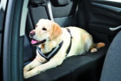 Allsafe Comfort Schwarz Größe S -Hundezubehörgeschäft kleinmetall allsafe 01dctz5rooqyol2 882 1772x1181