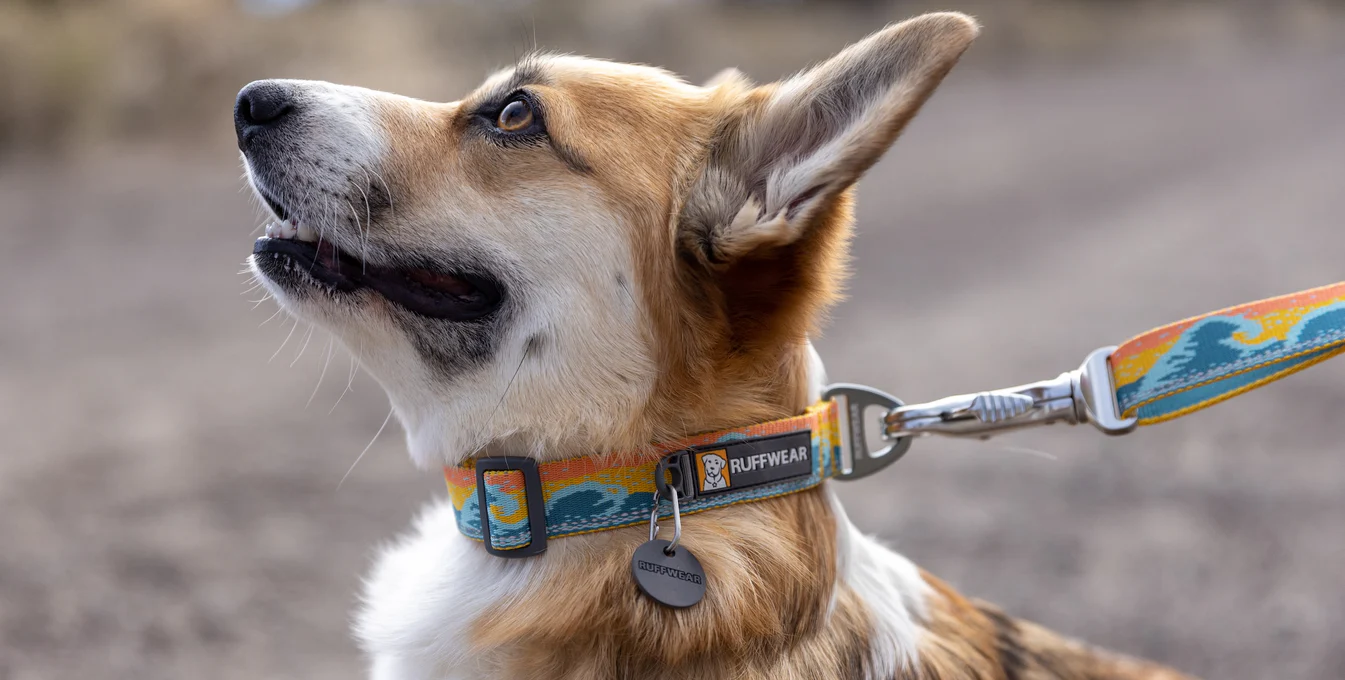 Hundezubehörgeschäft -Hundezubehörgeschäft Header Crag Collar 1